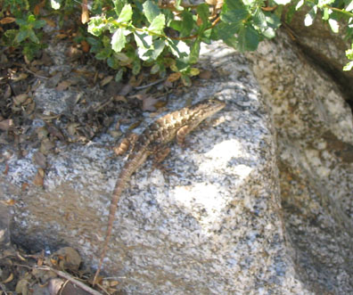 Western Fence Lizard